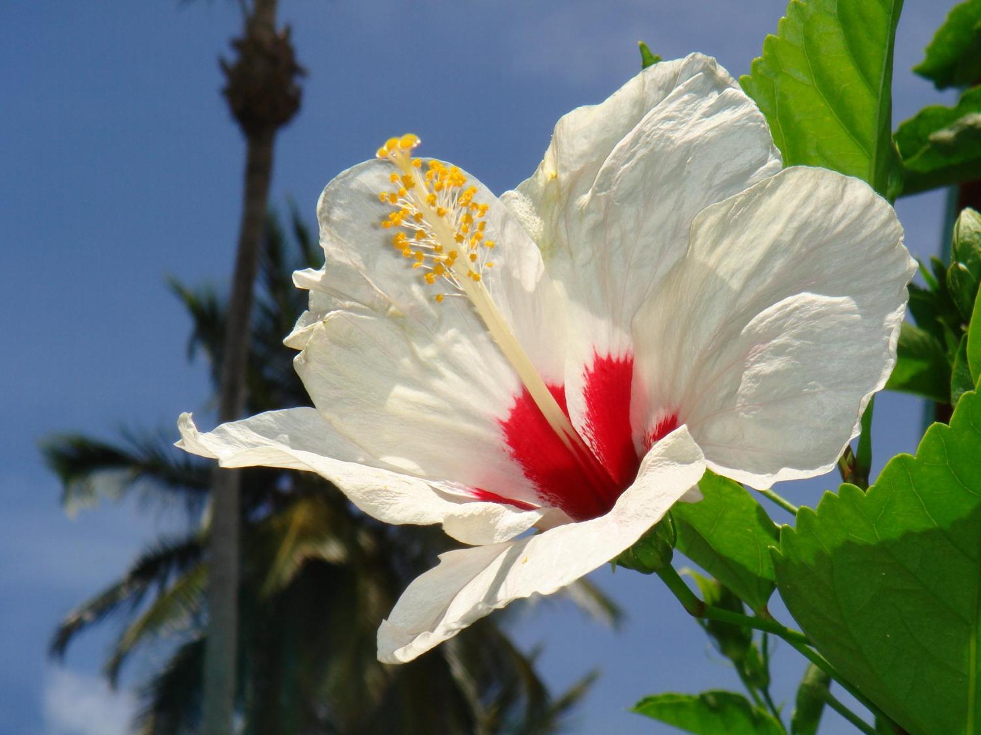 Hotel Playa Colibri ลาสแตร์เรนาส ภายนอก รูปภาพ