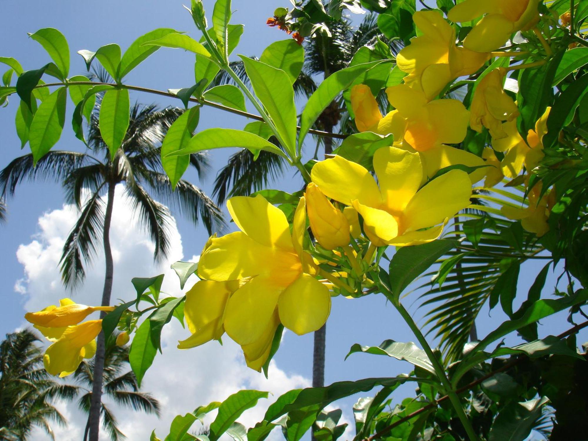 Hotel Playa Colibri ลาสแตร์เรนาส ภายนอก รูปภาพ